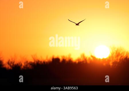 A seagull gracefully soars through the sky, silhouetted against a brilliant orange sunset in wetland of the Emporda. The glowing sun enhances the scen Stock Photo