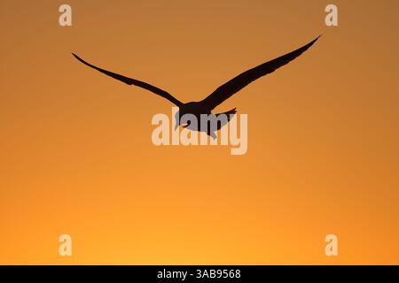 Silhouette of a seagull in flight against a stunning orange sunset sky, capturing the essence of freedom and tranquility in a serene natural setting i Stock Photo