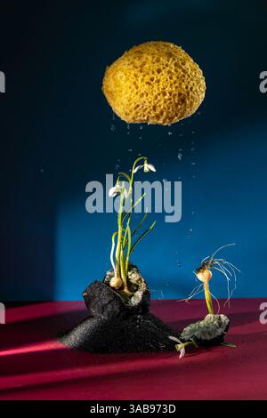 Creative composition featuring a yellow sponge cloud dripping water over snowdrop flowers on a textured surface. Blue and magenta colors enhance the a Stock Photo