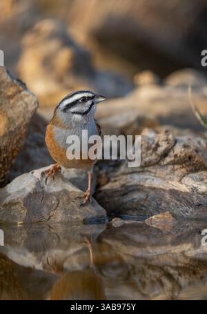 An intimate portrait of a rock bunting, Emberiza cia, perched on a jagged rock beside a calm water body, reflecting its image. Stock Photo