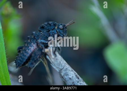 Macro image capturing the details of a dark Pamphagidae grasshopper perched on a twig, showcasing its textured body and vibrant eyes. Stock Photo
