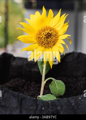 A close-up of a vibrant yellow sunflower with detailed texture on its petals and center, growing upright in dark, rich soil. This image captures the f Stock Photo
