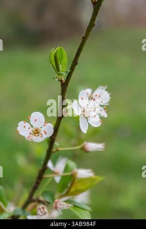 Soft white blossoms of Prunus mume emerge on a slender branch, signaling the arrival of spring. The fresh green leaves contrast beautifully with the d Stock Photo