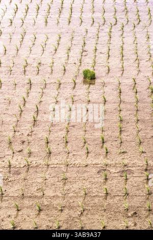 Aerial view of young rice plants systematically planted in a flooded rice field. The vibrant green seedlings contrast with the muddy water, exemplifyi Stock Photo