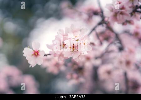 Captivating close up of cherry blossoms, with delicate pink petals softly in focus against a blurred background, capturing the essence of springtime b Stock Photo