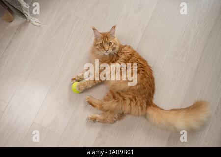 A fluffy ginger cat lounges on a light wooden floor, playfully engaging with a yellow tennis ball. Its expressive eyes add charm to the cozy indoor sc Stock Photo