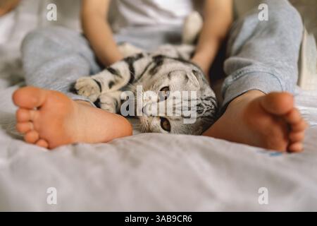 A playful Scottish Fold cat with distinctive folded ears lies comfortably on a soft bed, nestled between a child's legs, capturing a warm and cozy mom Stock Photo