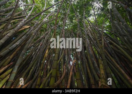 A mesmerizing view of a dense bamboo grove, towering upwards, shot from below in Sri Lanka. Green leaves and tall stalks create an enchanting forest a Stock Photo