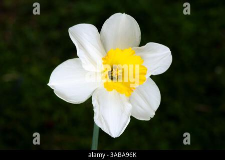 Large white variety of Daffodil with rich yellow coloured cup, flowering in spring. Stock Photo