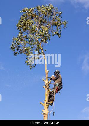 Tree Surgeon Arborist in a harness cutting down an Eucalyptus tree with a chain saw. Stock Photo