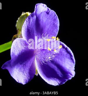 Polemonium. Bambino blue.Single flower. Photographed in a studio on black background. Stock Photo
