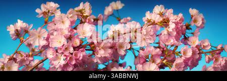 Beautiful pink cherry blossoms on a branch in spring, panorama closeup with blue background Stock Photo