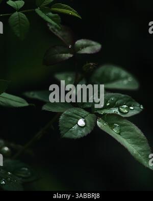 Close-up of deep green leaves covered in fresh raindrops against a dark, moody background.. Close-Up Shot Stock Photo