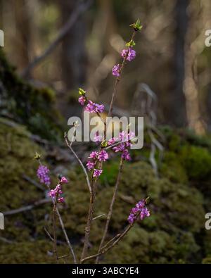 Daphne mezereum in blooming in spring day. Commonly known as mezereum, mezereon, February daphne, spurge laurel or spurge olive. Focus on foreground. Stock Photo