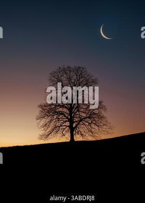 Crescent moon above silhouetted tree on hill at sunset, Pennsylvania USA Stock Photo