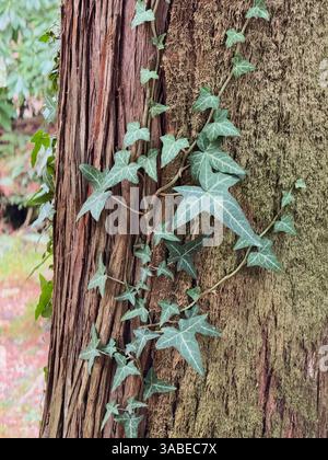 Lush vines wrap around a tree trunk in the Monteverde Cloud Forest ...
