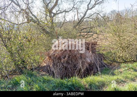 Large tree in UK countryside blown over and uprooted after strong, storm winds. Windthrow damage where tree root plate is torn entirely from the soil. Stock Photo