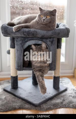 Fluffy grey british longhair kitten and a blue british shorthair cat relaxing on a cat tower in a living room on a rainy day Stock Photo