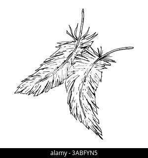 Hand drawn black and white ink illustration of two bird feathers. Vintage-style lineart with rough edges and textured details. Suitable for boho Stock Vector