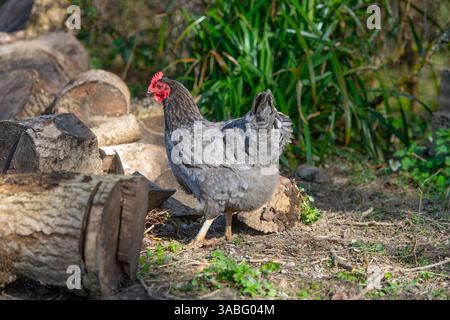 bluebell hybrid laying hen, free ranging Stock Photo