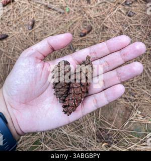a hand holding two brown pine cone tree in a pine tree forest Stock Photo
