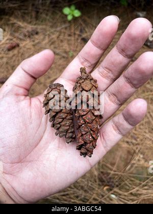close up view of hand holding two brown pine cone tree in a pine tree forest Stock Photo