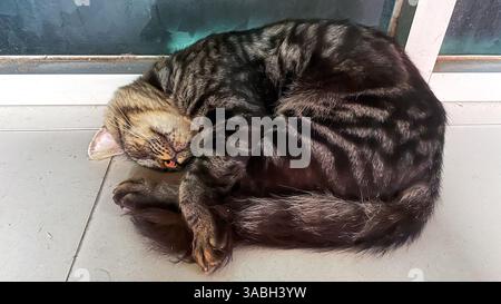 photo of a black and gray striped stray cat sleeping in a curled pose hugging its body Stock Photo