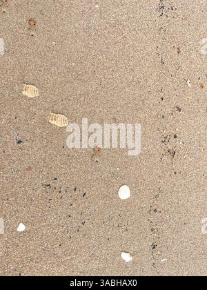 seashells on sand beach background textures Stock Photo