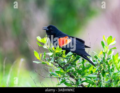 A male Red-winged Blackbird (Agelaius phoeniceus) calling on top of a bush. Galveston, Texas, USA. Stock Photo
