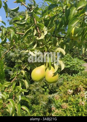 Pears growing in the garden Stock Photo
