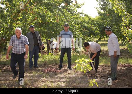 Spring tree planting in Bokhtar, Tajikistan Stock Photo - Alamy