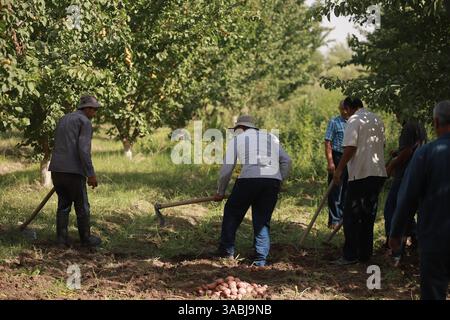Spring tree planting in Bokhtar, Tajikistan Stock Photo - Alamy