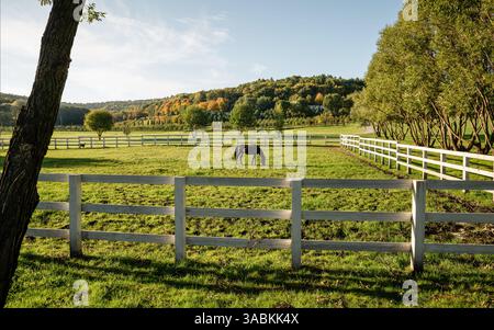 Horse in a paddock - panoramic view. Brown horse grazing in an enclosure surrounded with white fence. Countryside autumn landscape with trees on hills Stock Photo