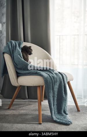A grey cat sleeps curled up on a modern beige chair with a draped blue throw. Soft daylight filters in from a window, creating a calm home setting. Stock Photo
