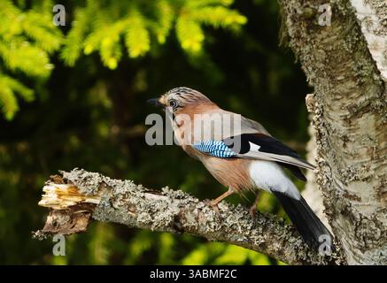 Eurasian jay (Garrulus glandarius) sitting in a tree in spring. Stock Photo