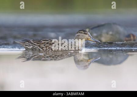 Eurasian teal (Anas crecca) female swimming in the wetlands in summer. Stock Photo