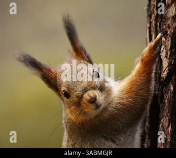 Red squirrel (Sciurus vulgaris) closeup climbing on a tree in spring. Stock Photo