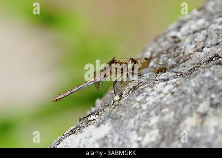 vagrant darter (Sympetrum vulgatum) dragonfly resting on a rock in late summer. Stock Photo
