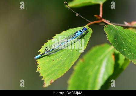 Common blue damselfly, common bluet, or northern bluet (Enallagma cyathigerum) resting on a leaf in late summer. Stock Photo