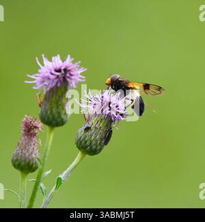Pellucid fly (Volucella pellucens) hoverfly on a purple flower in summer. Stock Photo