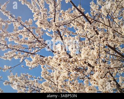Blooming plum tree texture with twigs full of gentle white flowers and a view to the sunny blue sky background Stock Photo