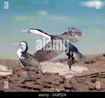 Two pied cormorants, one in flight against blue sky and one on rocks beside ocean in Australia Stock Photo