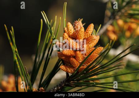 Dawn over pine seeds in spring, Alcoy, Spain Stock Photo