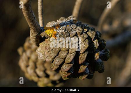 Close-up of an open cone on a pine tree in sunrise light, Alcoy, Spain Stock Photo