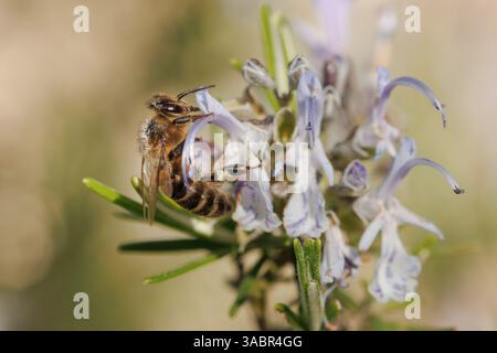 European honey bee Apis melifera pollinating rosemary bush, Alcoy, Spain Stock Photo