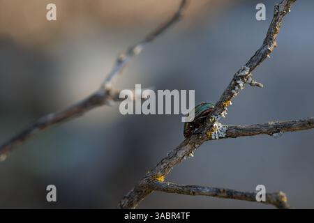 Rosemary beetle Chrysolina americana on a dead branch in the understory, Alcoy, Spain Stock Photo