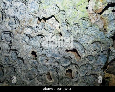 Details of Stromatolite ceiling in Sudwala caves, Mpumalanga, South