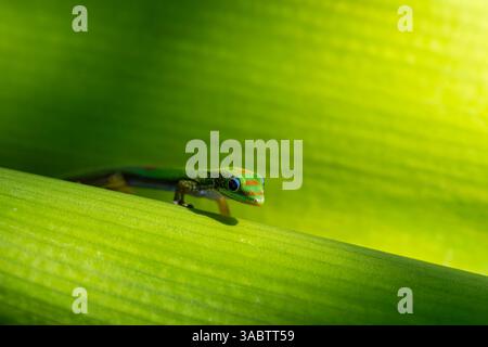 Gold Dust Day Gecko on plant leaves on the Big Island of Hawaii. Stock Photo