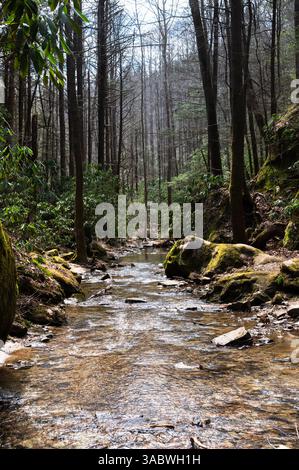 Copperas Creek lined with moss covered rocks and tall trees in Kentucky Red River Gorge Stock Photo