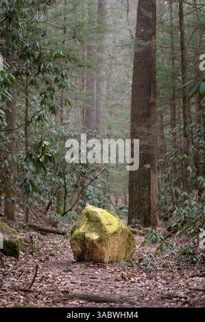 Large moss covered rock in the middle of a trail through the woods of Kentucky Red River Gorge Stock Photo